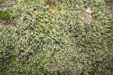 Yosun kaplı taş dokusu yakın plan