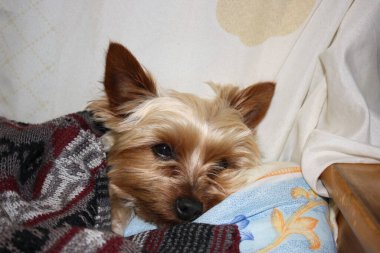 Yorkshire Teriyeri kanepede uyuyakalır.