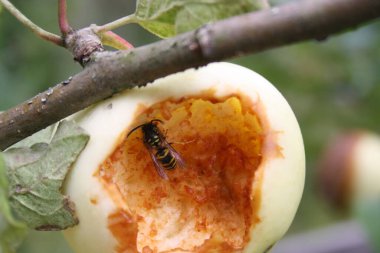 Bir eşek arısı tatlı bir elma yer.