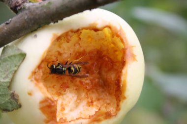 Bir eşek arısı tatlı bir elma yer.