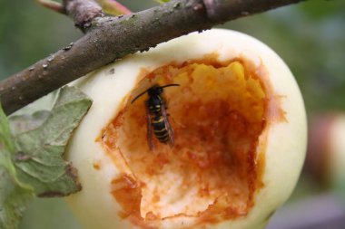 Bir eşek arısı tatlı bir elma yer.