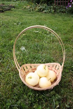 Çimlerin üzerinde elma sepeti