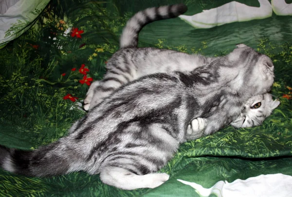 Very Beautiful Marbled Silver Scottish Fold Kittens Playing — Stock Photo, Image