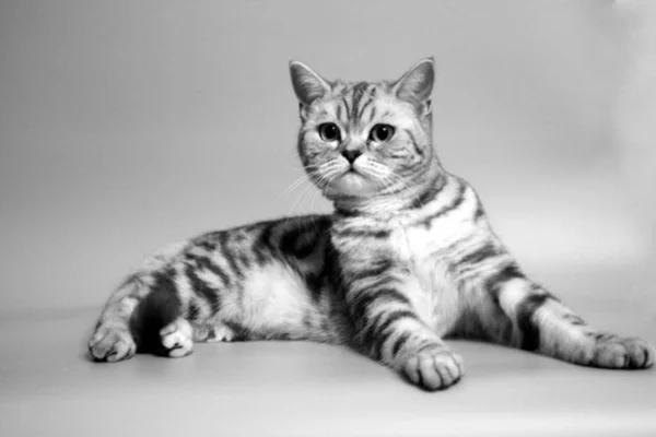 Beautiful Marble Scottish Straight Cat — Stock Photo, Image