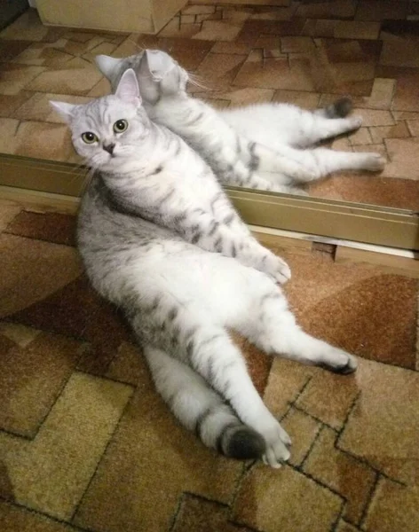 Beautiful Silver Plush Scottish Straight Cat — Stock Photo, Image