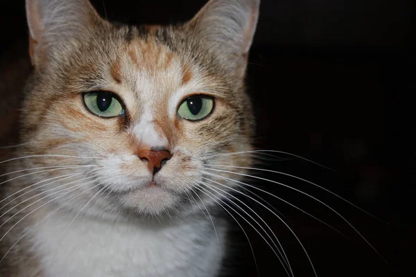 Hermoso Retrato Gato Tricolor Cerca —  Fotos de Stock