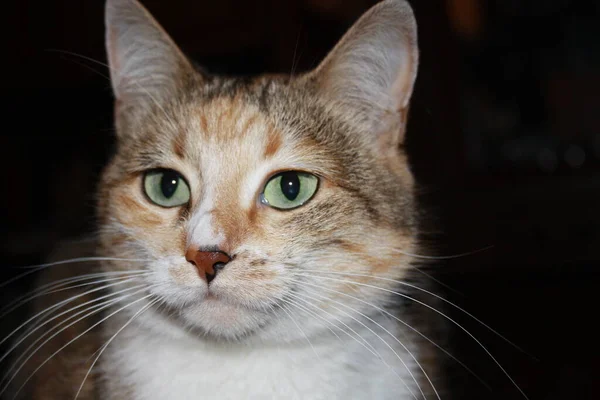 Hermoso Retrato Gato Tricolor Cerca —  Fotos de Stock