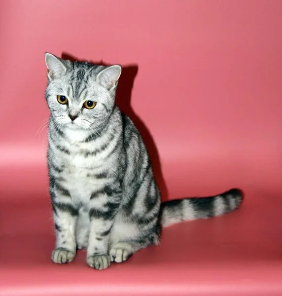粉红背景的漂亮大理石猫 — 图库照片