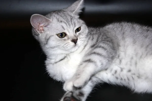 美丽的苏格兰纯银毛绒猫 — 图库照片
