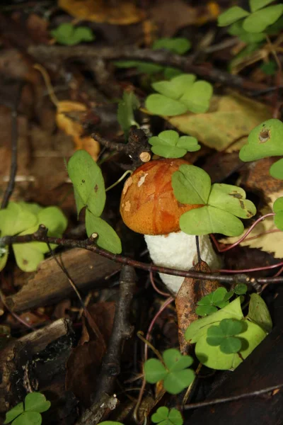 Paddenstoelen Uit Het Bos Het Gras — Stockfoto