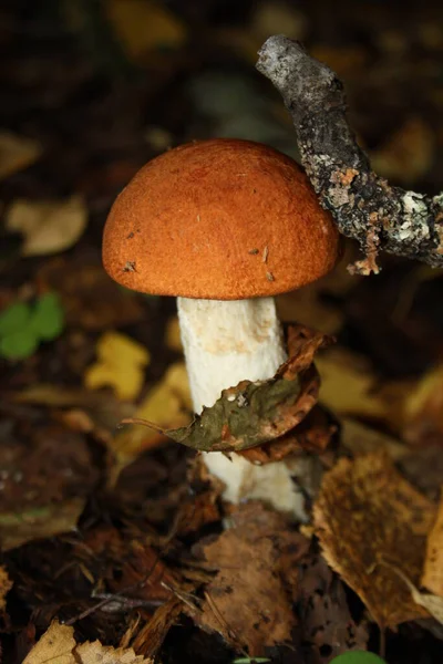 Cogumelo Floresta Grama — Fotografia de Stock