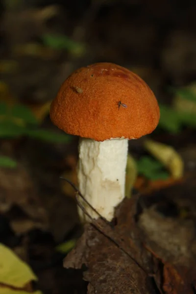 Cogumelo Floresta Grama — Fotografia de Stock