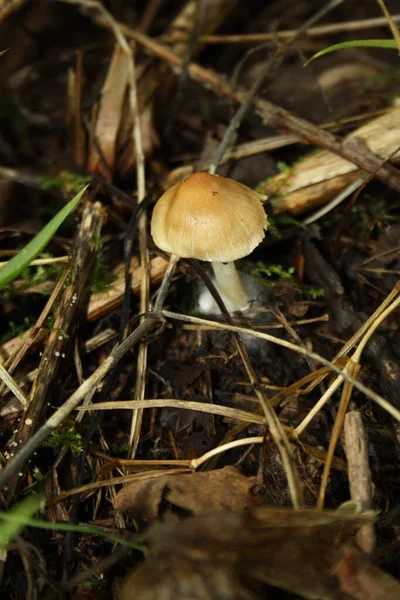 Cogumelo Floresta Grama — Fotografia de Stock