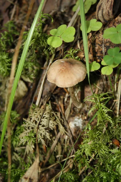 Cogumelo Floresta Grama — Fotografia de Stock