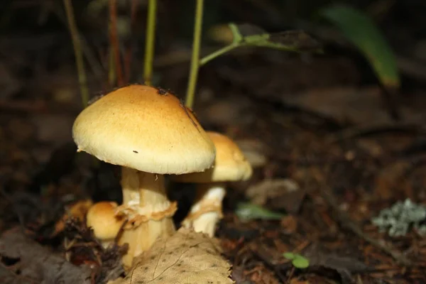 Cogumelos Floresta Grama — Fotografia de Stock