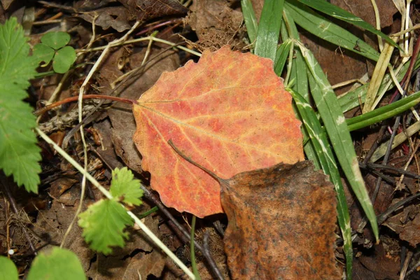 赤い紅葉が地面に横たわっています — ストック写真