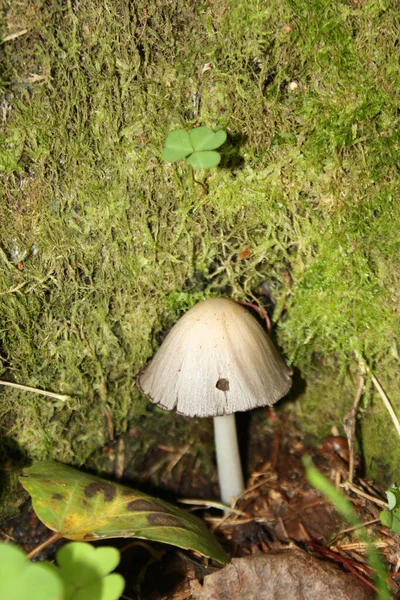 Cogumelos Bonitos Floresta — Fotografia de Stock