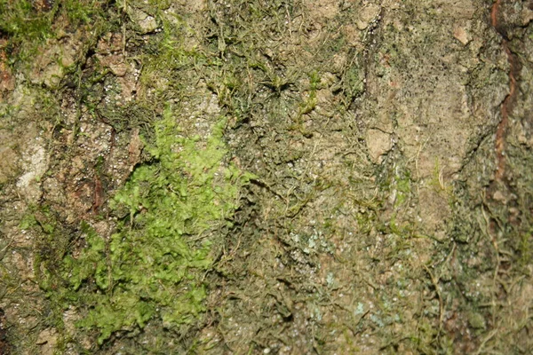 木の樹皮シームレスパターン 古い木の茶色のタイル状の質感 — ストック写真