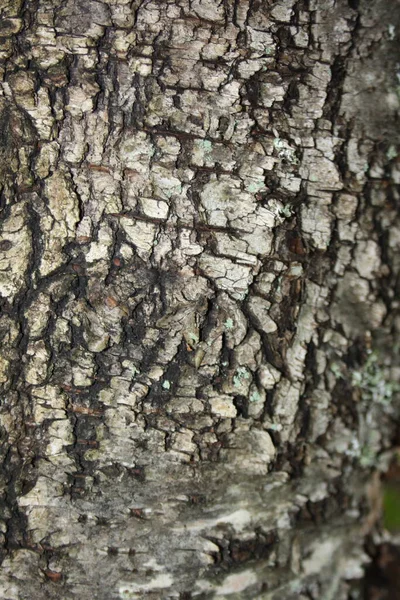 Corteza Árbol Patrón Sin Costura Textura Alicatada Marrón Madera Vieja —  Fotos de Stock