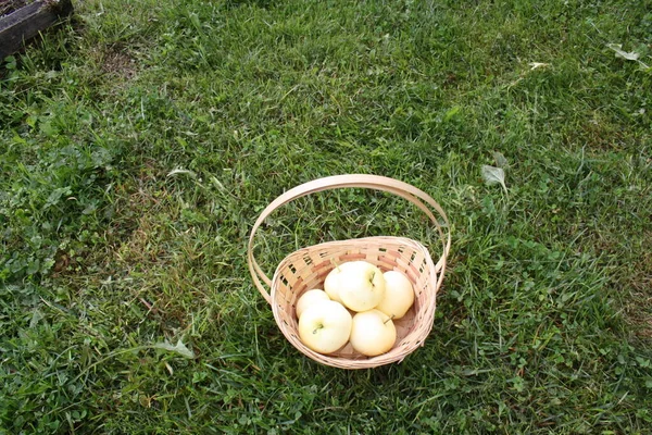 Cesta Maçãs Grama — Fotografia de Stock