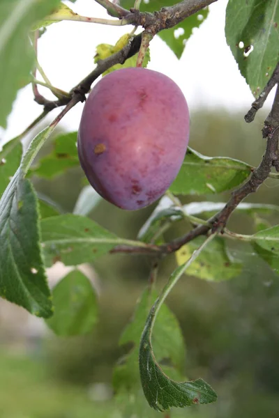 Ripe Plum Branch — Stock Photo, Image