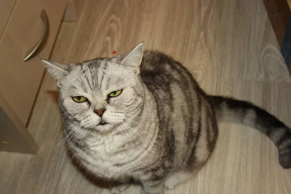 Krásná Stříbrná Skotská Rovná Kočka — Stock fotografie