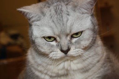 Güzel bir İskoç heteroseksüel kedinin yakın plan portresi.