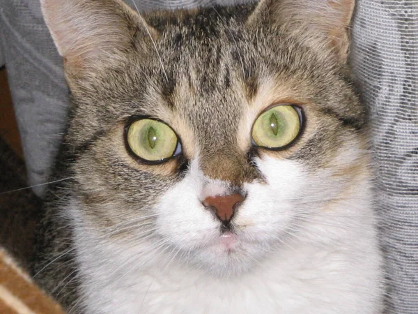 Retrato Hermoso Gato Tricolor Cerca — Foto de Stock