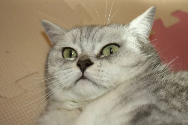 Scottish Straight Kissa Makaa Selällään Lähikuva Kissasta Kissa Yllättynyt — kuvapankkivalokuva