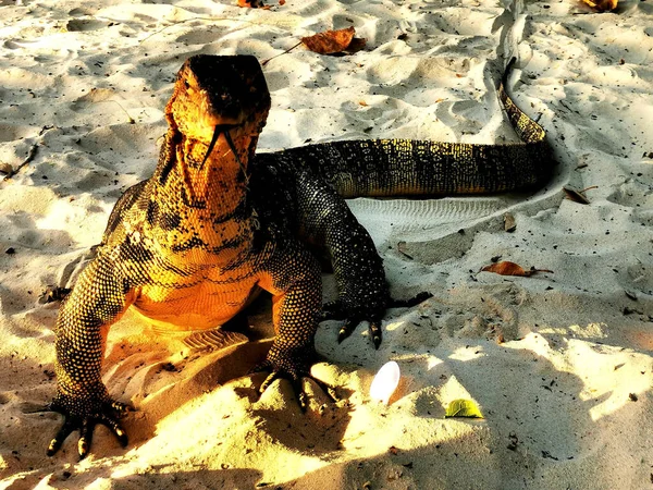 Large monitor lizard eying up the cameraman