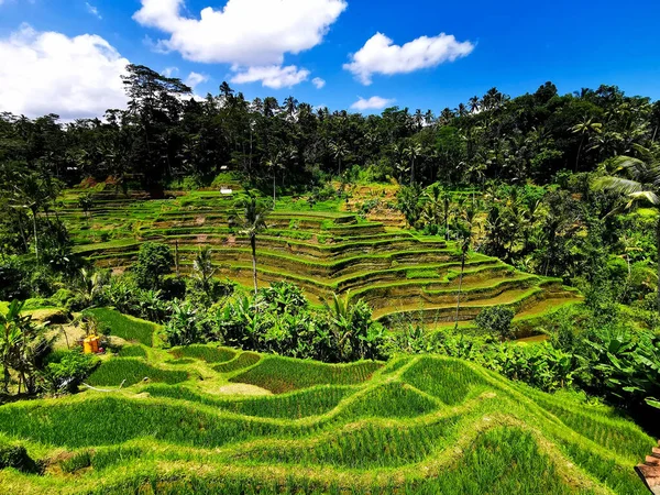 Güzel, yemyeşil pirinç terası manzarası