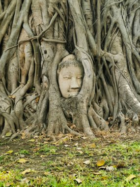Tayland 'ın Ayutthaya şehrinde yetişen ağaçlı Buda kafası.