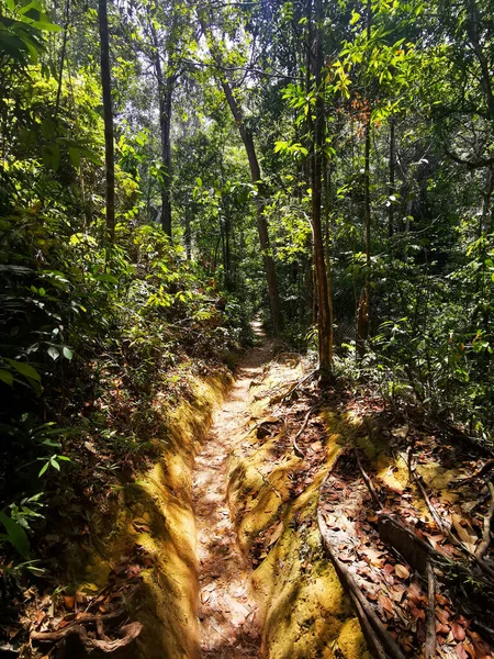 Khao Yai Ulusal Parkı Nın Tropikal Ormanlarının Derinliklerinde Bir Patika — Stok fotoğraf