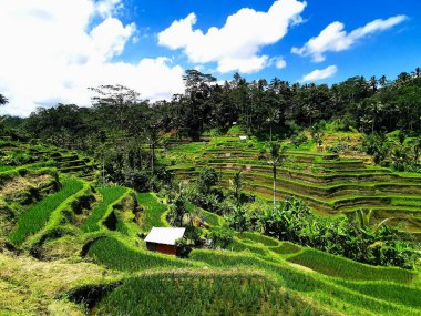 Pilav teras manzaralı mavi bulutlu yeşil arazi