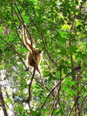 Dişi Lar Gibbon, Khao Yai Parkı ormanlarının tepesinde oturuyor.