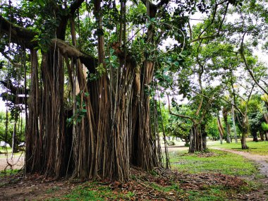 Birçok destekli ve dalları yere dökülen büyük incir ağacı.