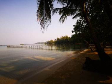 Sahili olan bir palmiye ağacı ve arka planda sakin bir deniz ve iskele.