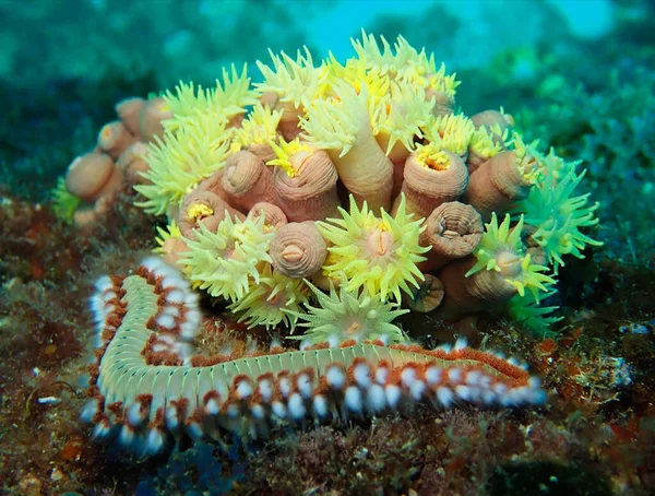 Big fire worm moving past a colony of bright yellow anemones