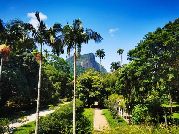 Palmeiras Enormes Com Caminhos Cercados Por Florestas Montanha Corcovado Fundo — Fotografia de Stock