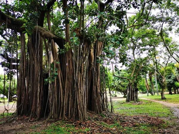Birçok destekli ve dalları yere dökülen büyük incir ağacı.