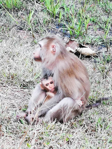 Macaco Macaco Sentado Chão Com Uma Criança Khao Yai Tailândia — Fotografia de Stock