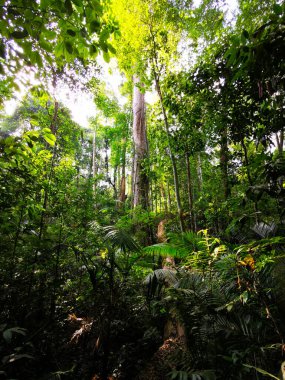 Khao Yai NP, Tayland 'ın tropikal ormanlarının derinliklerine bakın.