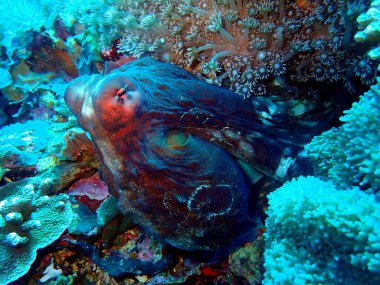 Deniz şakayığı dolu mercan bahçesindeki çarpıcı ahtapot, Nusa Penida, Endonezya