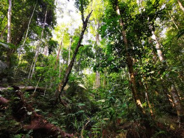 Tayland 'daki Khao Yai Ulusal Parkı' ndan derin orman sahnesi