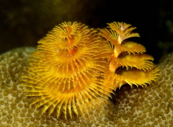 Tayland körfezindeki sığ resiflerde beslenen parlak sarı solucan.
