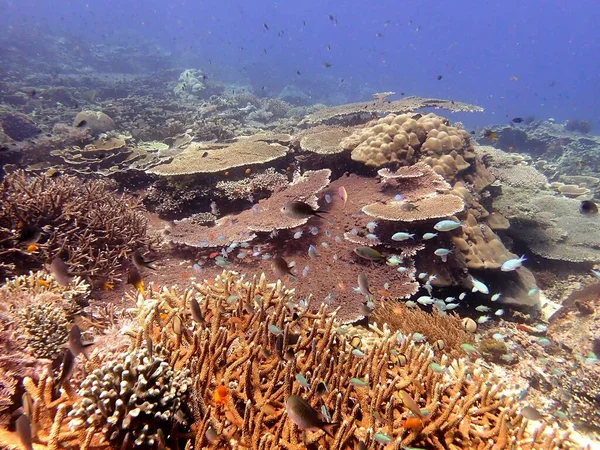 Vista Deslumbrante Dos Recifes Saudáveis Raja Ampat Indonésia — Fotografia de Stock