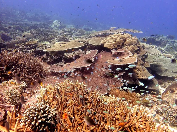 형형색색의 산호로 이루어진 놀라운 산호초 — 스톡 사진