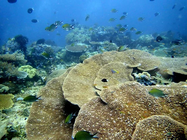 Corais Duros Maciços Com Água Clara Peixes Tropicais — Fotografia de Stock