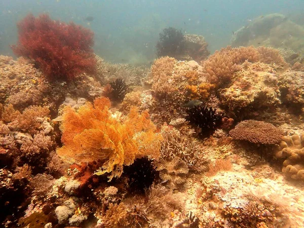 Belo Recife Com Corais Coloridos Raja Ampat Indonésia — Fotografia de Stock