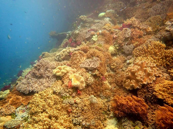 인도네시아의 바트에 놀라울 정도로 빛깔의 부드러운 산호초들의 — 스톡 사진